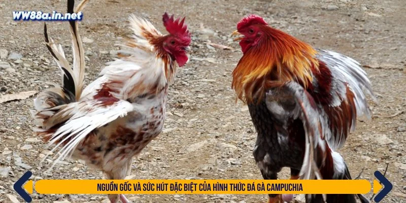 Đá gà Campuchia có sự tổ chức bàn bản và chuyên nghiệp