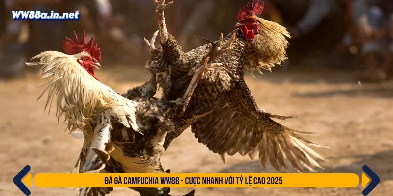 đá gà Campuchia