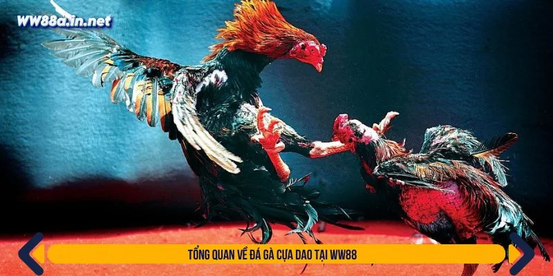 Đá gà cựa dao là hình thức đặt cược đầy kịch tính