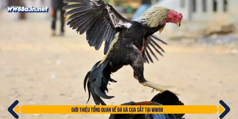 Đá gà cựa sắt là sảnh game được yêu thích hiện nay