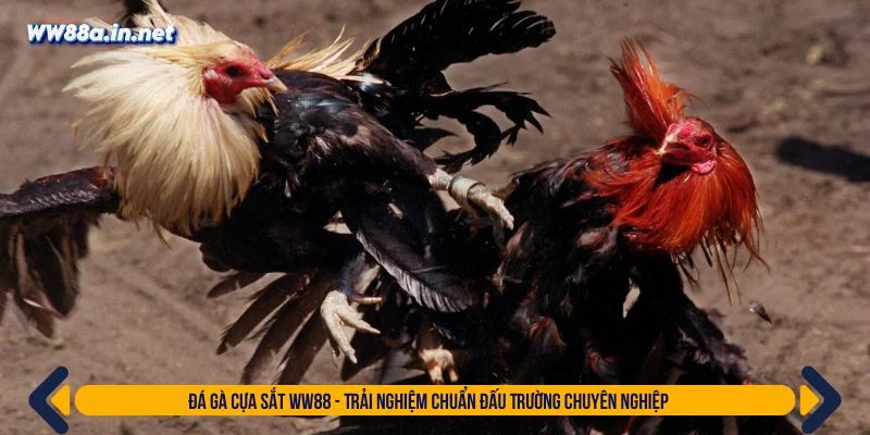 Đá gà cựa sắt