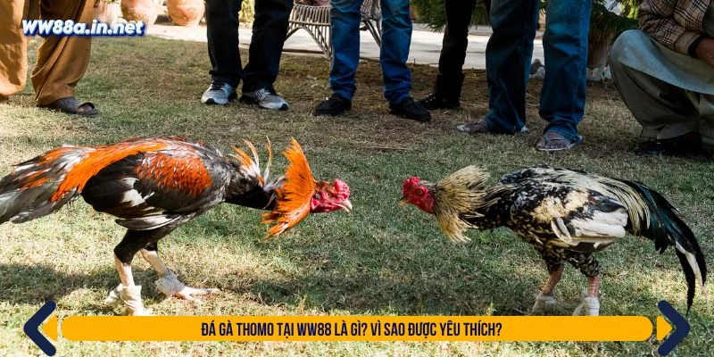 Đá gà Thomo là hình thức giải trí xuất phát từ Campuchia