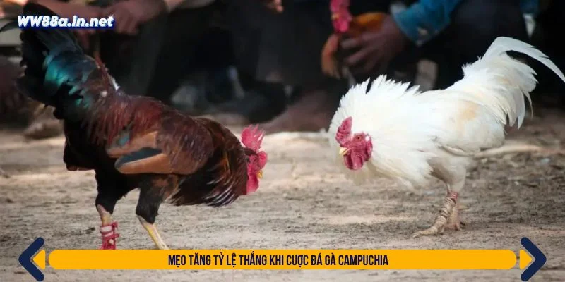 Người chơi nên lựa chọn chiến thuật đặt cược phù hợp