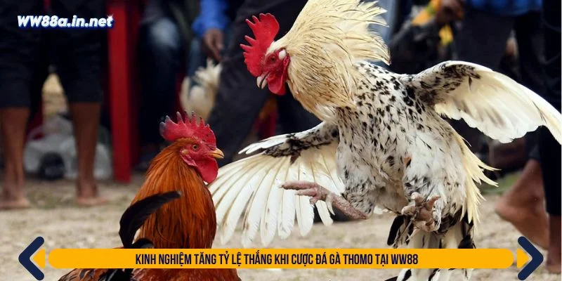 Tham khảo các kinh nghiệm cá cược từ cao thủ