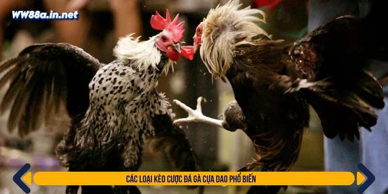 Tham khảo các loại kèo cược đá gà đa dạng