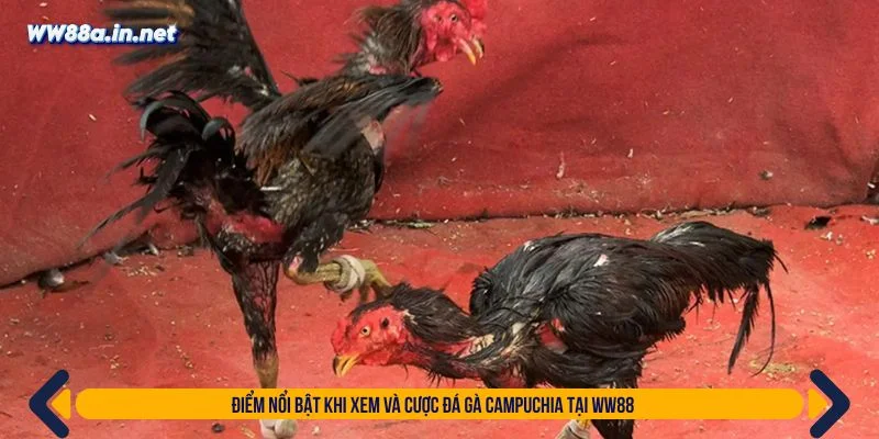 WW88 cung cấp hệ thống livestream sắc nét