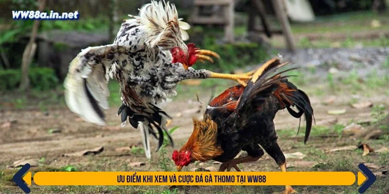 WW88 cung cấp tỷ lệ kèo cá cược đá gà minh bạch